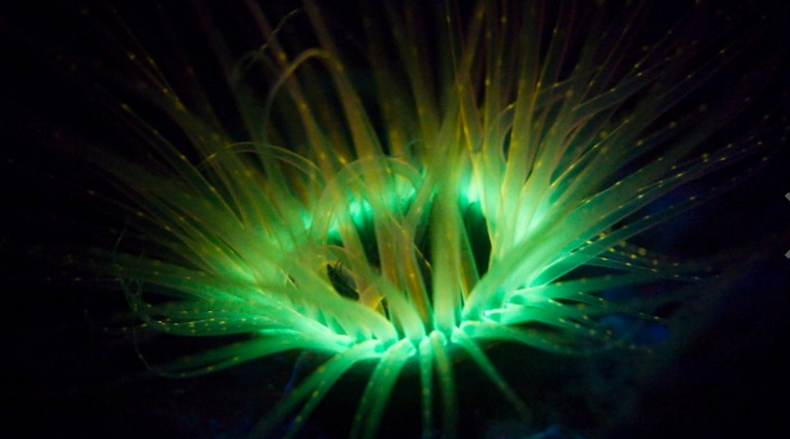 阿凡达神树成真科学家创造出能发光的植物